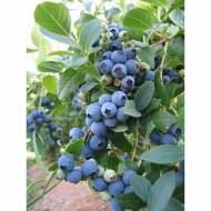 Саженец Голубика Блю Голд в контейнере